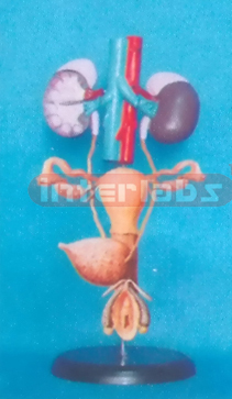 FEMALE UROGENITAL SYSTEM ON STAND WITH ADRENAL GLAND